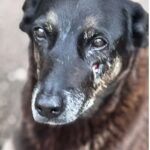 caso-orelha:-o-que-se-sabe-ate-agora-sobre-a-morte-do-cao-em-sc