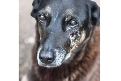 caso-orelha:-o-que-se-sabe-ate-agora-sobre-a-morte-do-cao-em-sc