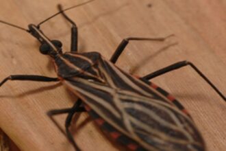 ananindeua,-no-para,-tem-surto-de-casos-da-doenca-de-chagas