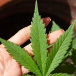 anvisa-discute-nesta-quarta-regras-para-a-producao-de-cannabis-no-pais