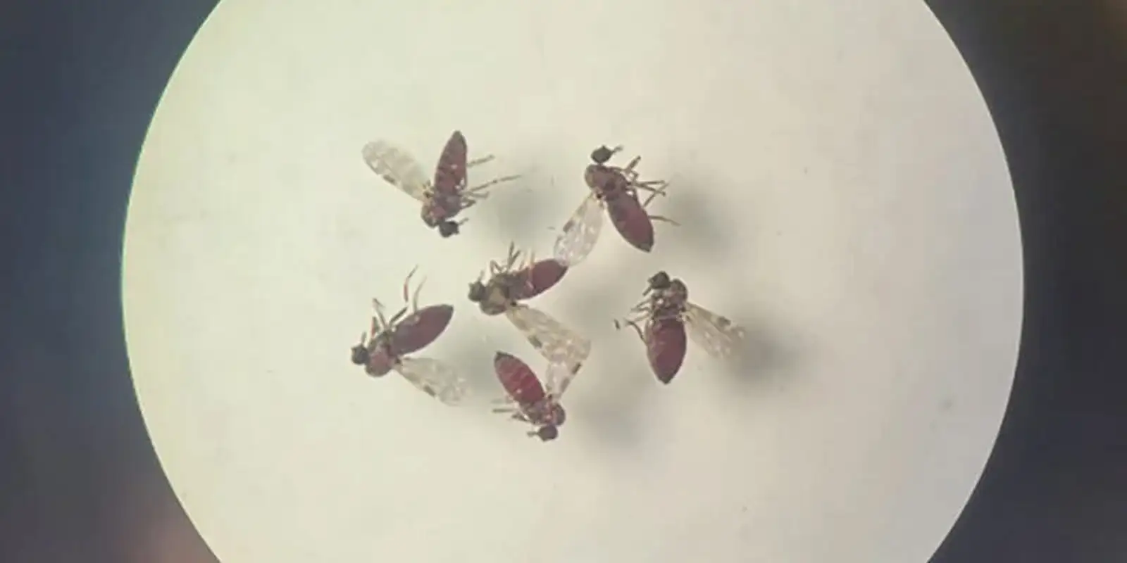 estudo-explica-diferenca-de-sintomas-entre-febre-do-oropouche-e-dengue