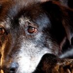 rio-ganha-nucleo-de-protecao-e-defesa-dos-animais