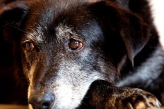 rio-ganha-nucleo-de-protecao-e-defesa-dos-animais