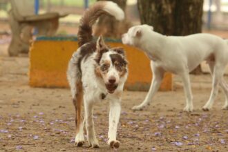 exposicao-a-multidoes-no-carnaval-traz-riscos-a-saude-dos-animais