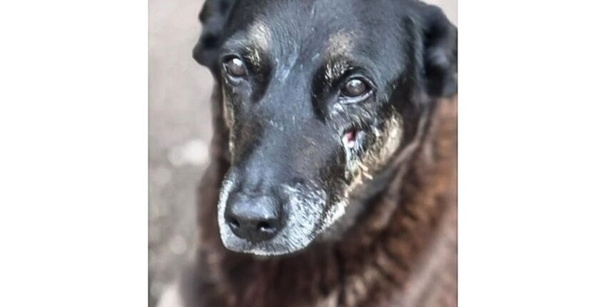 hospital-veterinario-municipal-passa-a-funcionar-24-horas-em-sao-paulo