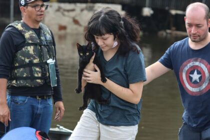 senado-aprova-politica-de-protecao-a-animais-resgatados-em-desastres
