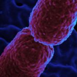 hospital-em-campinas-restringe-atendimento-para-conter-superbacteria