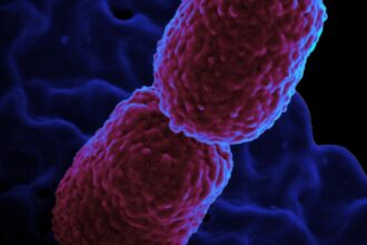 hospital-em-campinas-restringe-atendimento-para-conter-superbacteria