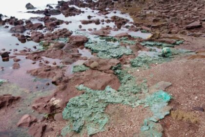 rochas-de-plastico-chegam-a-ninhos-de-tartarugas-em-ilha-brasileira