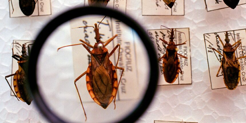 saude-anuncia-r$-12-milhoes-para-enfrentamento-da-doenca-de-chagas