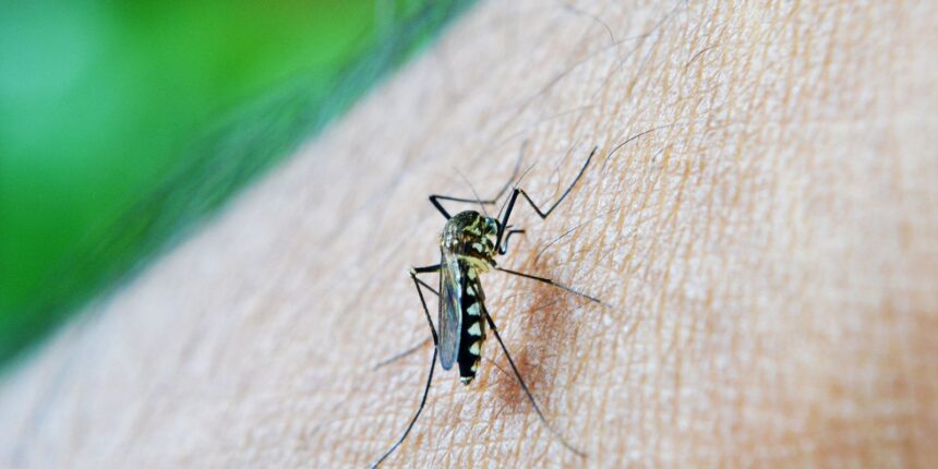 estudo-alerta-para-relacao-da-dengue-com-a-sindrome-de-guillain-barre