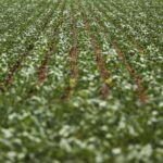 entenda-impasse-entre-bancada-do-agro-e-governo-sobre-dividas-rurais